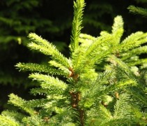 Fijnspar ook wel picea abies 