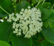 Viburnum Lantana