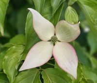 cornus kousa var chinensis - cornus kousa var chinensis - 2