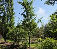 Prunus dom. 'Reine Claude d'Althan' - Prunus dom. 'Reine Claude d'Althan' - 1