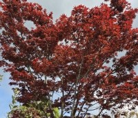 Acer palmatum 'Fireglow' - Japanse Esdoorn 'Fireglow' - 2