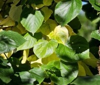 Tilia x europaea 'Euchlora' - Linde - 1