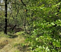 Fagus sylvatica - Groene beuk - toepassing in het bos