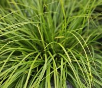 Carex oshimensis 'Evergreen' - Japanse zegge 'Evergreen' - 1