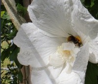 Hibiscus syriacus 'White Chiffon' - Opgaande Hibiscus met witte bloei - 5