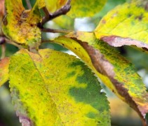Malus domestica 'Notarisappel'