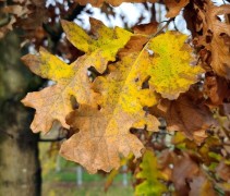 Quercus Cerris