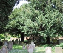 Taxus baccata boomvorm op oude begraafplaats.