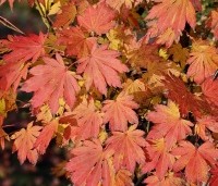 Acer x pseudosieboldianum 'North Wind' - Japanse Esdoorn 'North Wind' - najaar