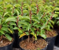 Prunus lusitanica 'Angustifolia' - Portugese laurier - beginmaat potgekweekt