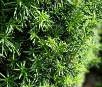 Taxus media 'Hicksii' - Taxus 'Hicksii' - 1