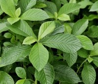 Clethra alnifolia 'Ruby Spice' - Schijnsels 'Ruby Spice' - 1