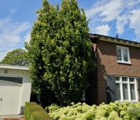 Fagus sylvatica 'Dawyck' - Beuk 'Dawyck' - 3 stuks bij elkaar geplant