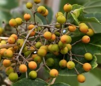 Idesia polycarpa - Oranjekers - 1