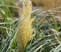Cortaderia selloana 'Pumila' - Pampasgras 'Pumila' - 1
