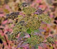 Spiraea japonica 'Little Princess' - Spierstruik 'Little Princess' - vakbeplanting  - herfst
