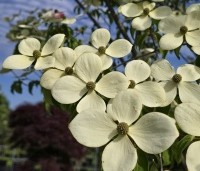 Cornus 'Norman Hadden' - Japanse grootbloemige kornoelje 'Norman Hadden' - 2