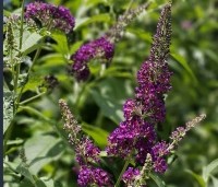 Buddleja davidii 'Black Knight' - Vlinderstruik 'Black Knight' - 1