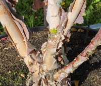 Betula nigra - Zwarte berk - 6