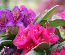 Rododendron Marcel Menard