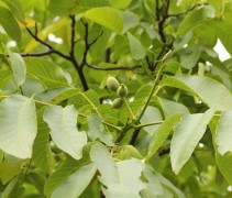 Walnoot, juglans regia in struikvorm