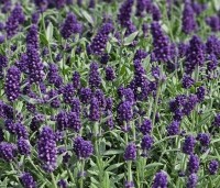 Lavandula angustifolia 'Hidcote' - Lavendel 'Hidcote' - 4