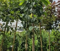 Asimina triloba - Pawpaw - 4