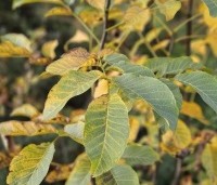 Juglans regia - Walnoot - 1