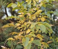 Juglans regia - Walnoot - herfstkleuren blad