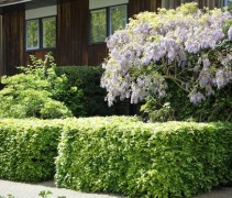 Blauwe Regen 'Issai' tegen woning