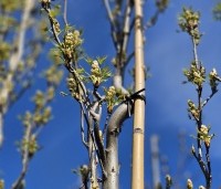 Liquidambar styraciflua 'Slender Silhouette' - Zuilvormige amberboom - voorjaar