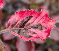 Fagus sylvatica 'Purpurea Tricolor' - Bonte rode beuk - 1