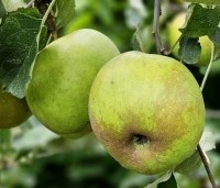 Malus dom. 'Schone van Boskoop' - Malus dom. 'Schone van Boskoop' - 4