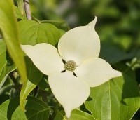 Cornus kousa 'Schmetterling' - Japanse grootbloemige kornoelje 'Schmetterling' - 1
