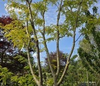 Gleditsia triacanthos 'Sunburst' - Valse christusdoorn - 2