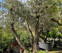 Olea europea - Olijfboom - 1