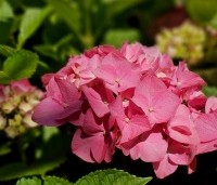 Hydrangea   macrophylla 'Bouquet Rose' - Hortensia 'Bouquet Rose'  - 3