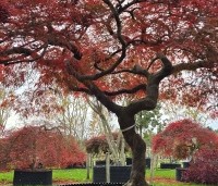 Acer palmatum 'Garnet' - Japanse esdoorn 'Garnet' - 1