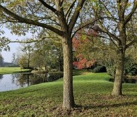 Pterocarya Stenoptera - Vleugelnoot - 2