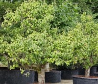 Pyrus com. 'Conference' - Pyrus com. 'Conference' - 2