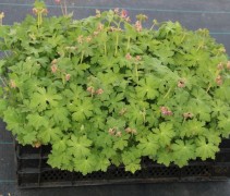 Geranium Macrorrhizum
