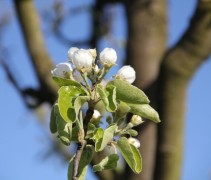 Pyrus communis bloesem
