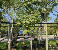 Aesculus pavia - Rode Pavia - 1