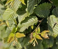 Carpinus betulus - Haagbeuk - 5