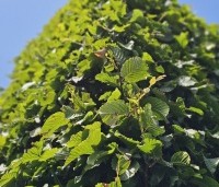 Carpinus betulus - Haagbeuk - 4