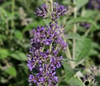 Buddleja davidii 'Lochinch' - Vlinderstruik 'Lochinch' - 7