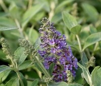 Buddleja davidii 'Lochinch' - Vlinderstruik 'Lochinch' - 8