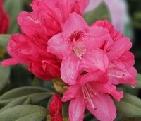 Rhododendron yakushimanum 'Sneezy' - Rododendron 'Sneezy' - 3