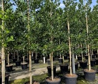 Ilex 'Nellie R. Stevens' - Amerikaanse hulst - 3