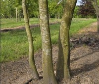 Carpinus betulus - Haagbeuk - 4